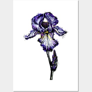 Iris Posters and Art